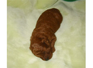 �ԍ��F16008�@�v�[�h���E�g�C�@���b�h�@���X�@6/16��