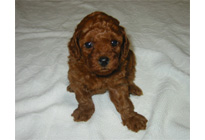 �ԍ��F16008�@�v�[�h���E�g�C�@���b�h�@���X�@6/16��