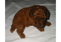 �ԍ��F16008�@�v�[�h���E�g�C�@���b�h�@���X�@6/16��