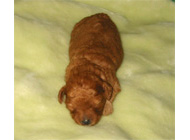 �ԍ��F16009�@�v�[�h���E�g�C�@�A�v���R�b�g�@���X�@6/16��