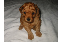 �ԍ��F16009�@�v�[�h���E�g�C�@�A�v���R�b�g�@���X�@6/16��