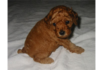 �ԍ��F16009�@�v�[�h���E�g�C�@�A�v���R�b�g�@���X�@6/16��