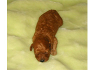 �ԍ��F16010�@�v�[�h���E�g�C�@�A�v���R�b�g�@���X�@6/16��