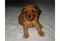 �ԍ��F16010�@�v�[�h���E�g�C�@�A�v���R�b�g�@���X�@6/16��