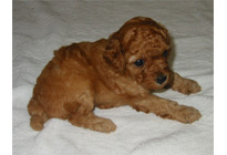 �ԍ��F16010�@�v�[�h���E�g�C�@�A�v���R�b�g�@���X�@6/16��