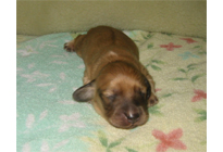 �ԍ��F16011�@�_�b�N�XM�E�����O�@�V�F�[�e�b�h�N���[���@�I�X�@12/14��