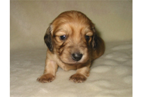 �ԍ��F16011�@�_�b�N�XM�E�����O�@�V�F�[�e�b�h�N���[���@�I�X�@12/14��