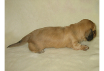 �ԍ��F16011�@�_�b�N�XM�E�����O�@�V�F�[�e�b�h�N���[���@�I�X�@12/14��