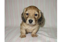 �ԍ��F16011�@�_�b�N�XM�E�����O�@�V�F�[�e�b�h�N���[���@�I�X�@12/14��