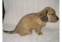 �ԍ��F16011�@�_�b�N�XM�E�����O�@�V�F�[�e�b�h�N���[���@�I�X�@12/14��