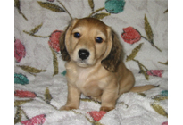 �ԍ��F150011�@�_�b�N�XM�E�����O�@�V�F�[�e�b�h�N���[���@�I�X�@12/14��