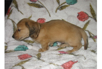 �ԍ��F16011�@�_�b�N�XM�E�����O�@�V�F�[�e�b�h�N���[���@�I�X�@12/14��