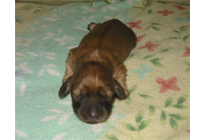 �ԍ��F16012�@�_�b�N�XM�E�����O�@�V�F�[�e�b�h�N���[���@���X�@12/14��