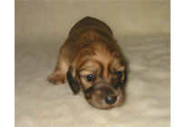 �ԍ��F16012�@�_�b�N�XM�E�����O�@�V�F�[�e�b�h�N���[���@���X�@12/14��