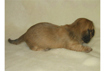 �ԍ��F16012�@�_�b�N�XM�E�����O�@�V�F�[�e�b�h�N���[���@���X�@12/14��