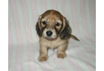 �ԍ��F16012�@�_�b�N�XM�E�����O�@�V�F�[�e�b�h�N���[���@���X�@12/14��