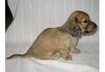 �ԍ��F16012�@�_�b�N�XM�E�����O�@�V�F�[�e�b�h�N���[���@���X�@12/14��