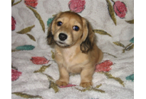 �ԍ��F16012�@�_�b�N�XM�E�����O�@�V�F�[�e�b�h�N���[���@���X�@12/14��