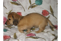 �ԍ��F16012�@�_�b�N�XM�E�����O�@�V�F�[�e�b�h�N���[���@���X�@12/14��