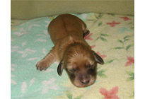 �ԍ��F16013�@�_�b�N�XM�E�����O�@�V�F�[�e�b�h�N���[���@���X�@12/14��