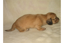 �ԍ��F16013�@�_�b�N�XM�E�����O�@�V�F�[�e�b�h�N���[���@���X�@12/14��