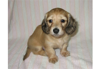 �ԍ��F16013�@�_�b�N�XM�E�����O�@�V�F�[�e�b�h�N���[���@���X�@12/14��