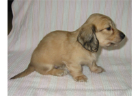 �ԍ��F16013�@�_�b�N�XM�E�����O�@�V�F�[�e�b�h�N���[���@���X�@12/14��