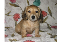 �ԍ��F16013�@�_�b�N�XM�E�����O�@�V�F�[�e�b�h�N���[���@���X�@12/14��