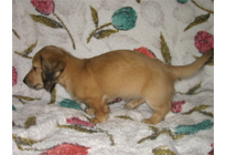 �ԍ��F16013�@�_�b�N�XM�E�����O�@�V�F�[�e�b�h�N���[���@���X�@12/14��