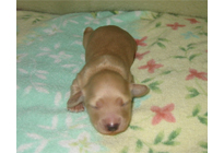 �ԍ��F16014�@�_�b�N�XM�E�����O�@�N���[���@���X�@12/14��