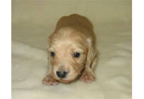 �ԍ��F16014�@�_�b�N�XM�E�����O�@�N���[���@���X�@12/14��