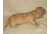 �ԍ��F16014�@�_�b�N�XM�E�����O�@�N���[���@���X�@12/14��