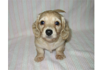 �ԍ��F16014�@�_�b�N�XM�E�����O�@�s���A�N���[���@���X�@12/14��