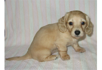 �ԍ��F16014�@�_�b�N�XM�E�����O�@�s���A�N���[���@���X�@12/14��