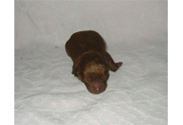 �ԍ��F17001�@�v�[�h���E�g�C�@���b�h�@�I�X�@1/27��