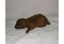 �ԍ��F17001�@�v�[�h���E�g�C�@���b�h�@�I�X�@1/27��