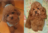 �v�[�h���E�g�C�@���b�h�@�����F�T�X�P�N�@�ꌢ�F���������