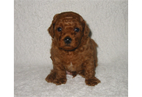 �ԍ��F17001�@�v�[�h���E�g�C�@���b�h�@�I�X�@1/27��