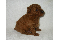 �ԍ��F17001�@�v�[�h���E�g�C�@���b�h�@�I�X�@1/27��