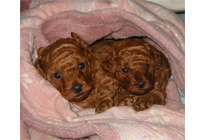 �v�[�h���E�g�C�@���b�h�@�q���B