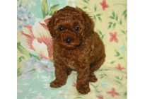 �ԍ��F17001�@�v�[�h���E�g�C�@���b�h�@�I�X�@1/27��