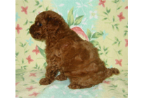 �ԍ��F17001�@�v�[�h���E�g�C�@���b�h�@�I�X�@1/27��