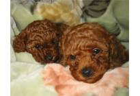 �v�[�h���E�g�C�@���b�h�@�q���B