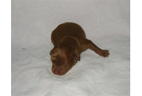 �ԍ��F17002�@�v�[�h���E�g�C�@���b�h�@�I�X�@1/27��