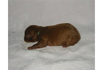 �ԍ��F17002�@�v�[�h���E�g�C�@���b�h�@�I�X�@1/27��