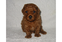 �ԍ��F17002�@�v�[�h���E�g�C�@���b�h�@�I�X�@1/27��