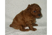 �ԍ��F17002�@�v�[�h���E�g�C�@���b�h�@�I�X�@1/27��