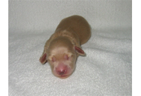 �ԍ��F17003�@�_�b�N�XM�E�����O�@�N���[���@�I�X�@8/15��