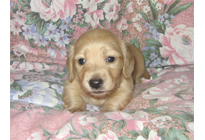 �ԍ��F17003�@�_�b�N�XM�E�����O�@�N���[���@�I�X�@8/15��