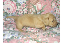 �ԍ��F17003�@�_�b�N�XM�E�����O�@�N���[���@�I�X�@8/15��